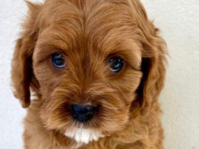 Health checked Cavapoo puppies 🩷 in Cavan
