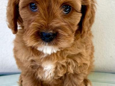 Health checked Cavapoo puppies 🩷 in Cavan