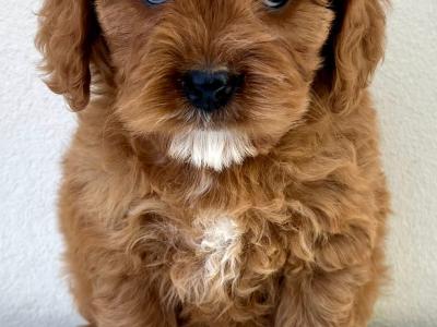 Health checked Cavapoo puppies 🩷 in Cavan