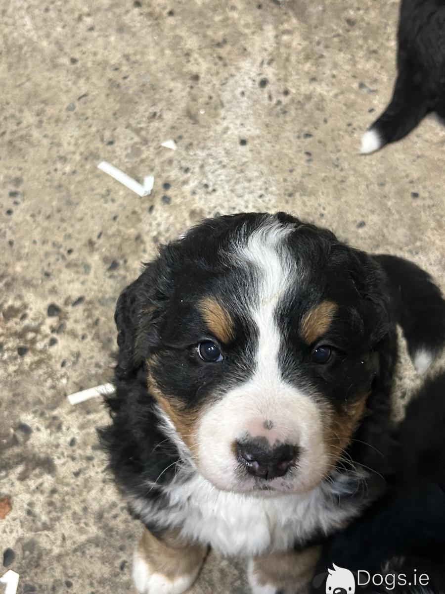 Irish Wolfhound Bernese Mountain Dog Mix Irish Wolfhound Siberian