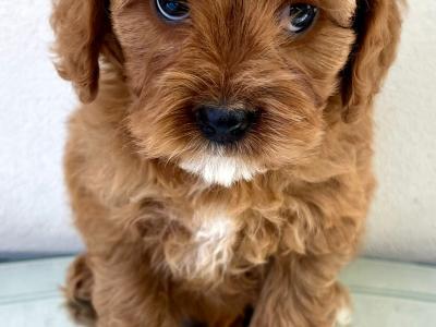 Health checked Cavapoo puppies 🩷 in Cavan