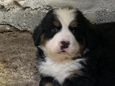 Beautiful Champion pedigree IKC Registered Bernese Mountain Dog puppies🌟🐶 in Wexford