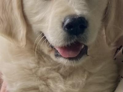 Stunning IKC Registered (pending) Golden Retriever puppies in Wexford
