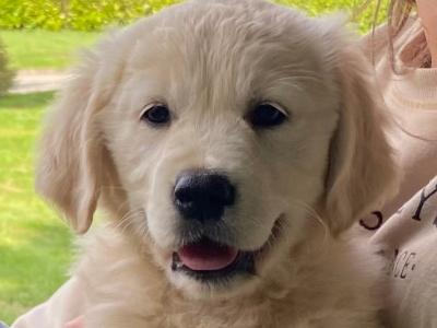 Stunning IKC Reg (PENDING) Golden Retriever puppies in Wexford
