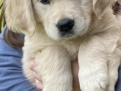 Stunning IKC Registered (pending) Golden Retriever puppies in Wexford