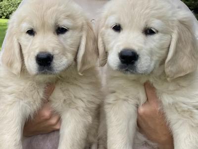 Stunning IKC Registered (pending) Golden Retriever puppies in Wexford
