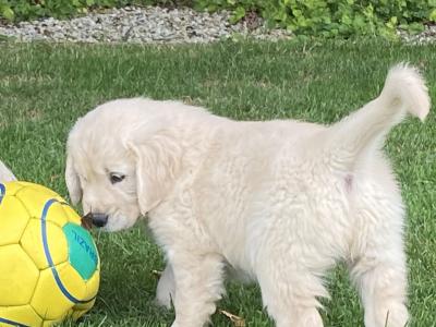 Stunning IKC Registered (pending) Golden Retriever puppies in Wexford