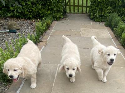Stunning IKC Registered (pending) Golden Retriever puppies in Wexford