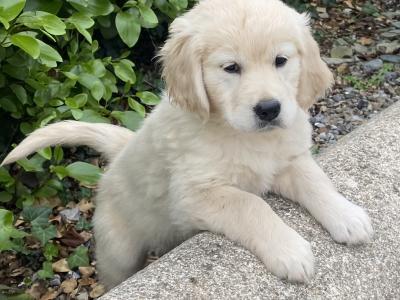 Stunning IKC Registered (pending) Golden Retriever puppies in Wexford