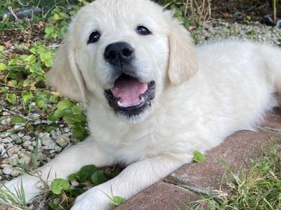 Stunning IKC Registered (pending) Golden Retriever puppies in Wexford