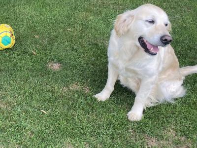 Stunning IKC Registered (pending) Golden Retriever puppies in Wexford