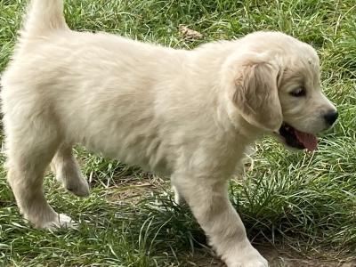 Stunning IKC Registered (pending) Golden Retriever puppies in Wexford