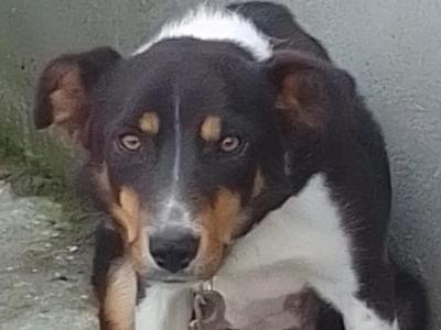 Male 10 month old Border Collie puppy for sale in Offaly