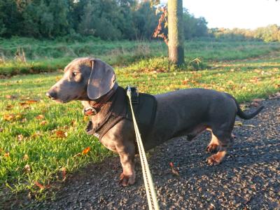 Blue and tan Dachshund for stud (Chocolate)