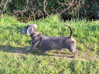 Blue and tan Dachshund for stud (Chocolate)