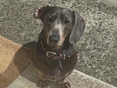 Blue and tan Dachshund for stud (Chocolate)