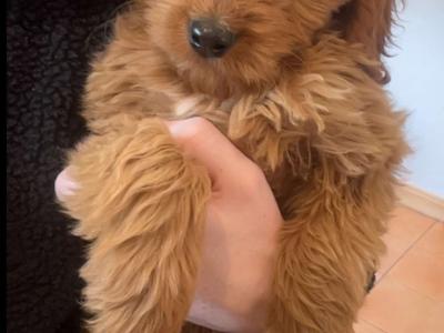 Cockapoo puppies in Longford