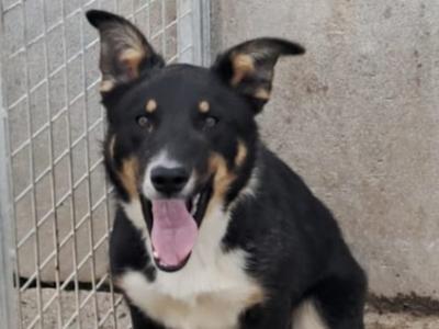 Male 10 month old Border Collie puppy for sale in Offaly