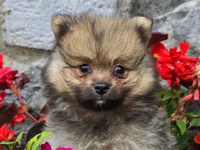 IKC Registered male German Spitz Klein puppy in Galway