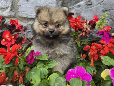 Male German Spitz Klein