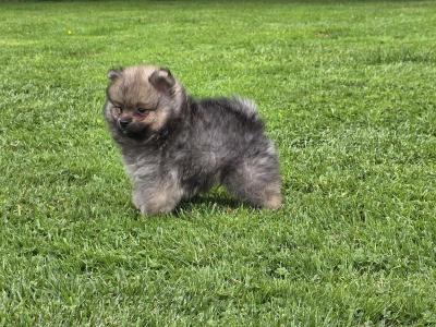 IKC Registered male German Spitz Klein puppy in Galway