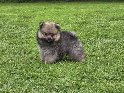 IKC Registered male German Spitz Klein puppy in Galway