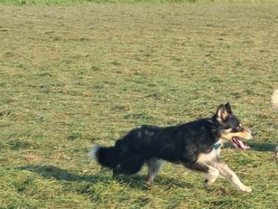 Male 10 month old Border Collie puppy for sale in Offaly