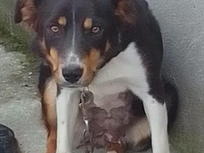 Male 10 month old Border Collie puppy for sale in Offaly