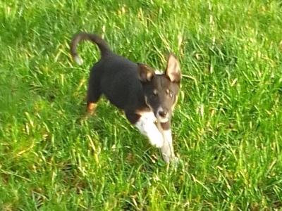 Male 10 month old Border Collie puppy for sale in Offaly
