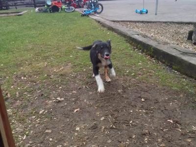 Male 10 month old Border Collie puppy for sale in Offaly