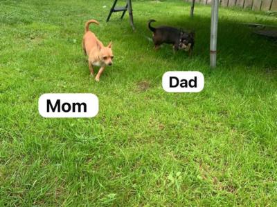 2 beautiful purebred Chihuahua puppies in Galway