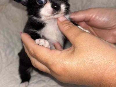 Male Teacup Chihuahua puppy for sale in Laois. WhatsApp me on 0858376290