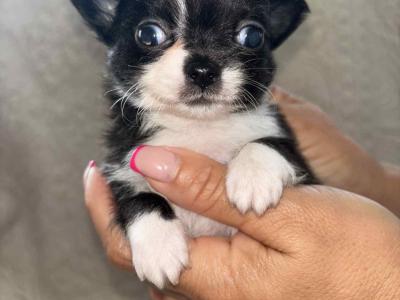 Male Teacup Chihuahua puppy for sale in Laois. WhatsApp me on 0858376290