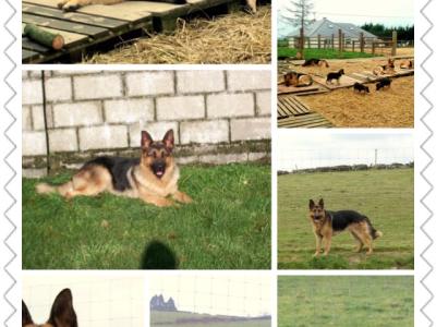 Traditional Straight Back IKC Registered German Shepherd puppies for sale in Laois