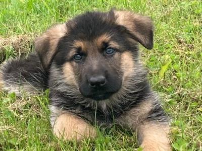 *** Traditional Straight Back German Shepherd puppies for sale in Laois ***