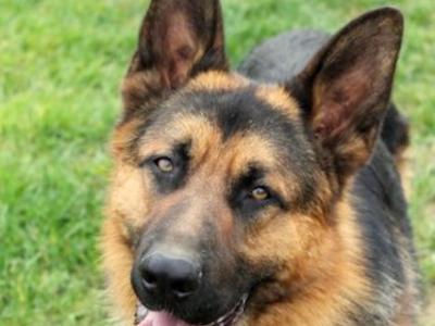 Traditional Straight Back IKC Registered German Shepherd puppies for sale in Laois