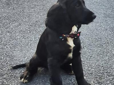 One male remains from this fabulous litter of ikc registered puppies