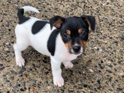 Purebred small breed Jack Russell puppies in Wexford