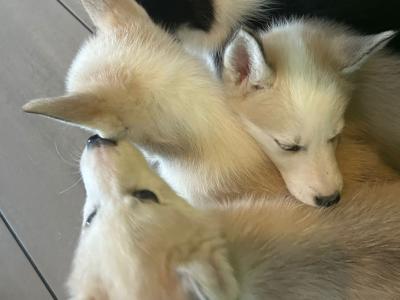 4 gorgeous Siberian Husky puppies in Wexford