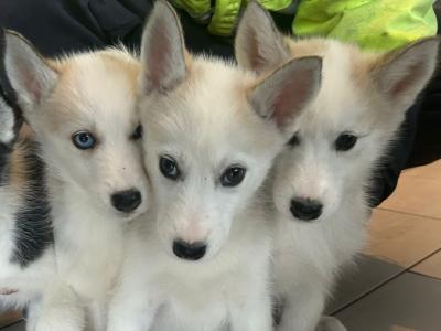 4 gorgeous Siberian Husky puppies in Wexford