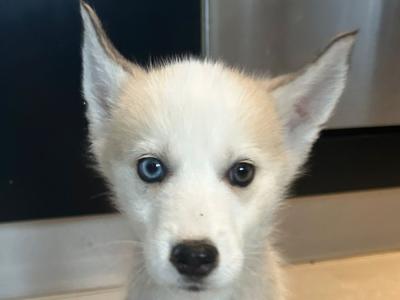 4 gorgeous Siberian Husky puppies in Wexford
