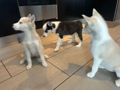 4 gorgeous Siberian Husky puppies in Wexford