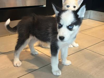 4 gorgeous Siberian Husky puppies in Wexford