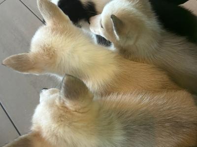 4 gorgeous Siberian Husky puppies in Wexford