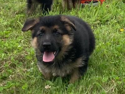 Traditional Straight Back IKC Registered German Shepherd puppies for sale in Laois