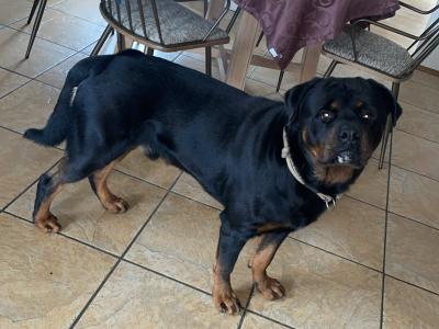 Beautiful male Rotweiler for stud ⭐️
