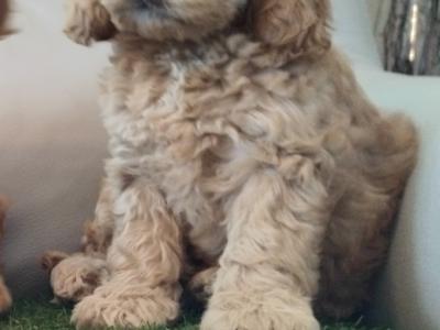 Stunning miniature Cockapoo puppies in Leitrim
