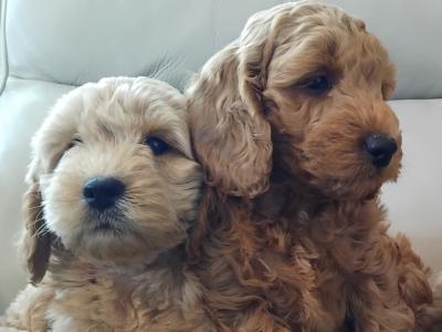 Stunning Cockapoo pups in Leitrim