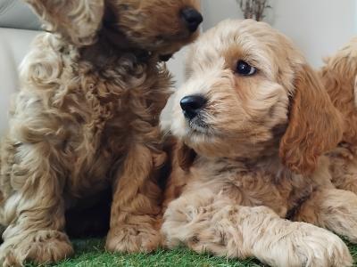 Stunning miniature Cockapoo puppies in Leitrim