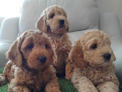 Stunning miniature Cockapoo puppies in Leitrim